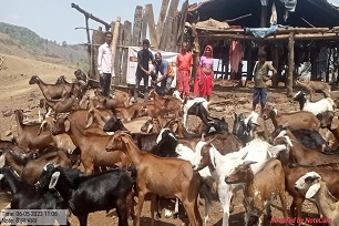 Vaacination of goats in Molgi CLuster, Nandurbar, Maharashtra